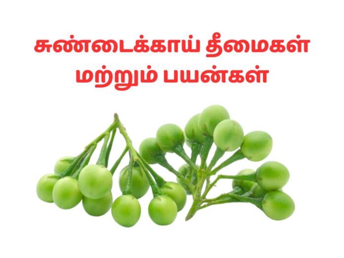 Sundakkai in Tamil