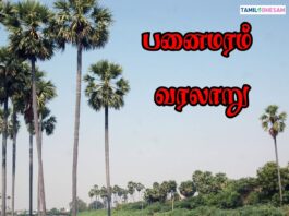 பனைமரம் வரலாறு | Palm History In Tamil